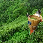 The Importance of ESG to Africa IASE